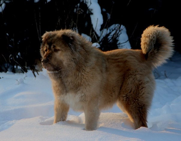 №114, Вероника Доничева, Новосибирск №114, Вероника Доничева, Новосибирск