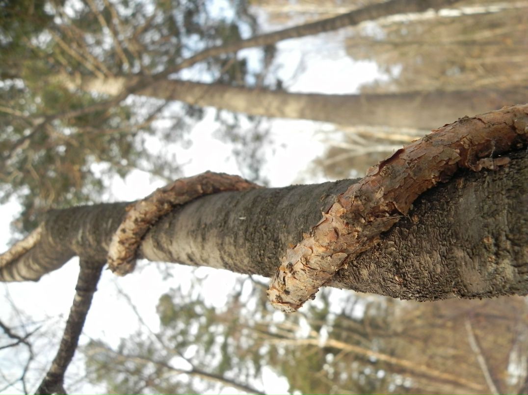 Полина Федоскова Teetotal | Владивосток