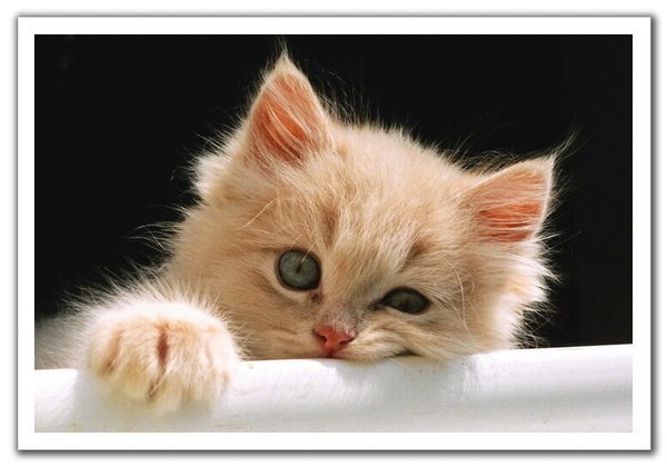 Вася Пупкин | Санкт-Петербург