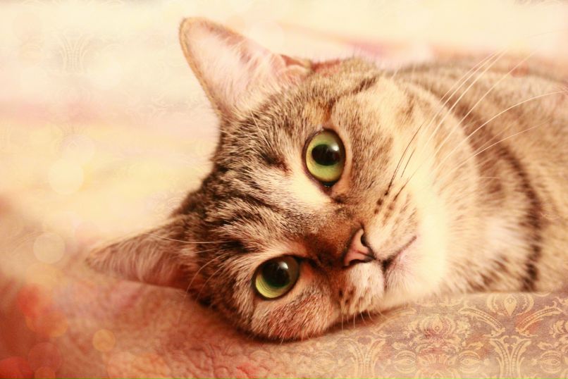 Яна Ланских | Новосибирск