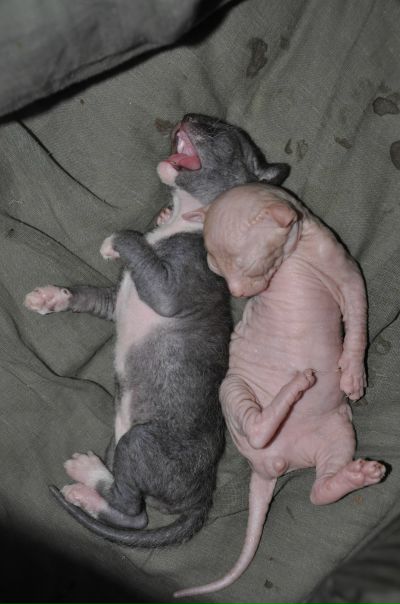 №93, Никита Шемануев, Санкт-Петербург №93, Никита Шемануев, Санкт-Петербург