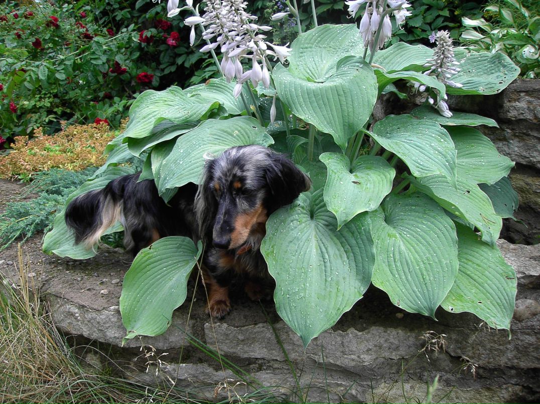 Луиза Акбашева | Санкт-Петербург