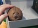 Смешной кокос