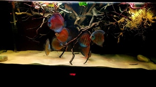 wild discus   nhamunda (hd quality)