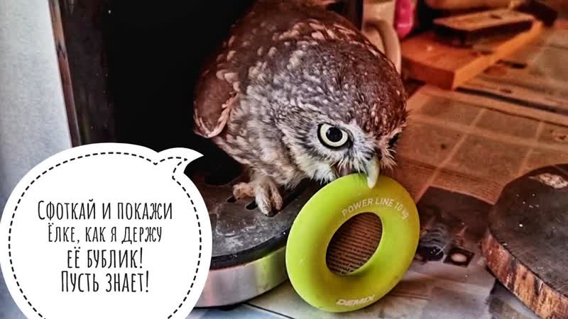 Маленькая кусачая сова ждёт кофи и примеряет бублик