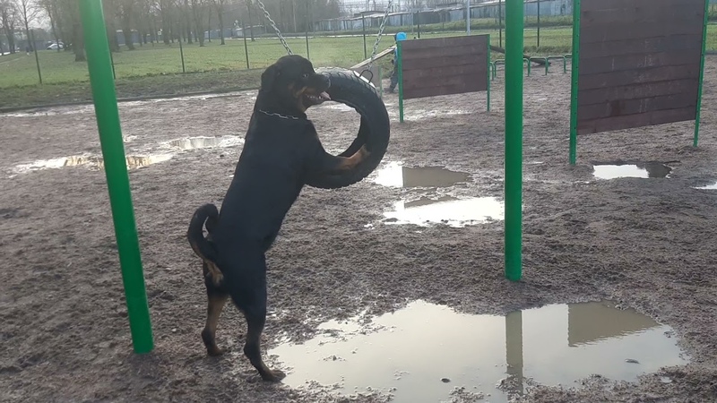 Ira Rottweiler Жил Был Пес Музей