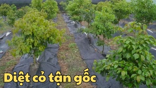 Cách CHỐNG CỎ MỌC Hiệu Quả 100% - BẠT PHỦ CỎ, Diệt Cỏ Tận Gốc (0375524180)