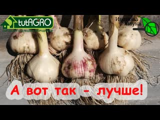 ЧТО ДЕЛАТЬ С ЧЕСНОКОМ СРАЗУ ПОСЛЕ ВЫКОПКИ, ЧТОБЫ ОН ХОРОШО ХРАНИЛСЯ Мыть, обрезать, сушить..