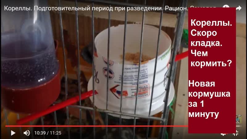 2, 3 Что заставит попугаев откладывать яйца. Рацион.