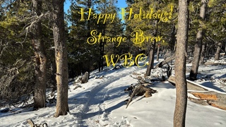 Strange Brew | WBC | Happy Holdings | Dec 24th 2023