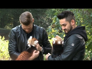 Zoo statt Fuballplatz: Gndogan und Piszczek werden Panda-Paten
