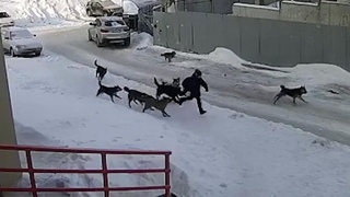 Дворник отбил пацана у стаи собак.