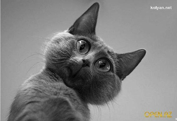 Алексей Бурцев | Липецк