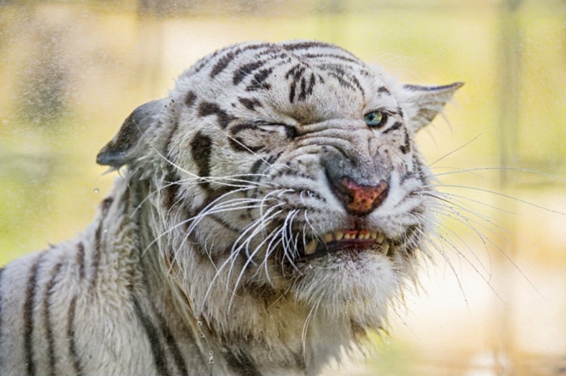 Олег Тихомиров | Андреаполь