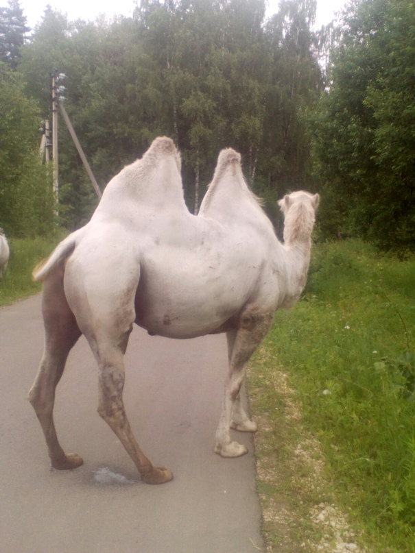 Андрей Лаврушкин | Химки
