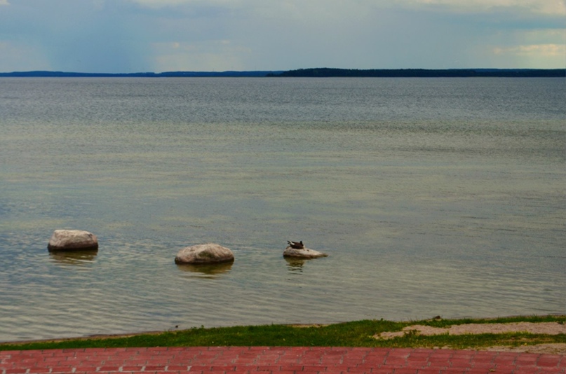 Елена Сапунова | Минск