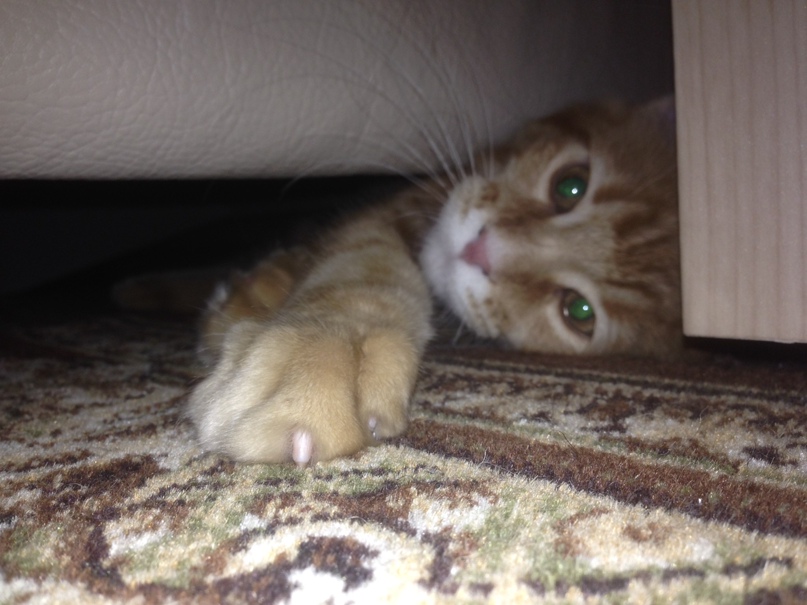 Сергей Майоров <samurai> | Санкт-Петербург