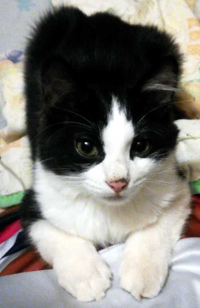 Света Иванова | Санкт-Петербург