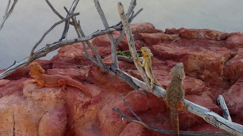 Светлана Лазарева | Санкт-Петербург