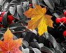 Наталья Алексеевна | Печенга