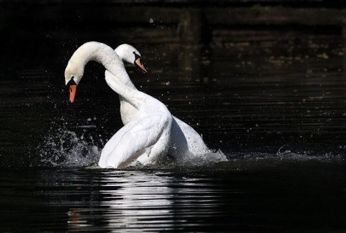 Ольга Ермакова | Ялта (пгт)