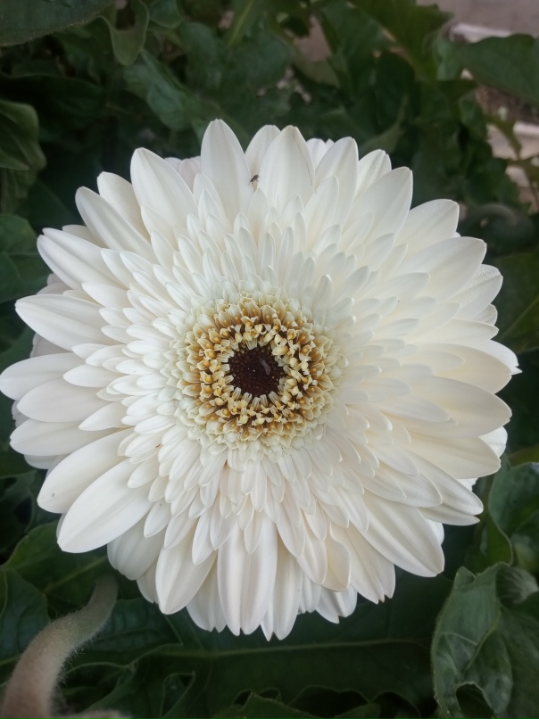 Наталия Пухарева | Чайковский