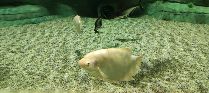 Евгения Шмелева | Алматы