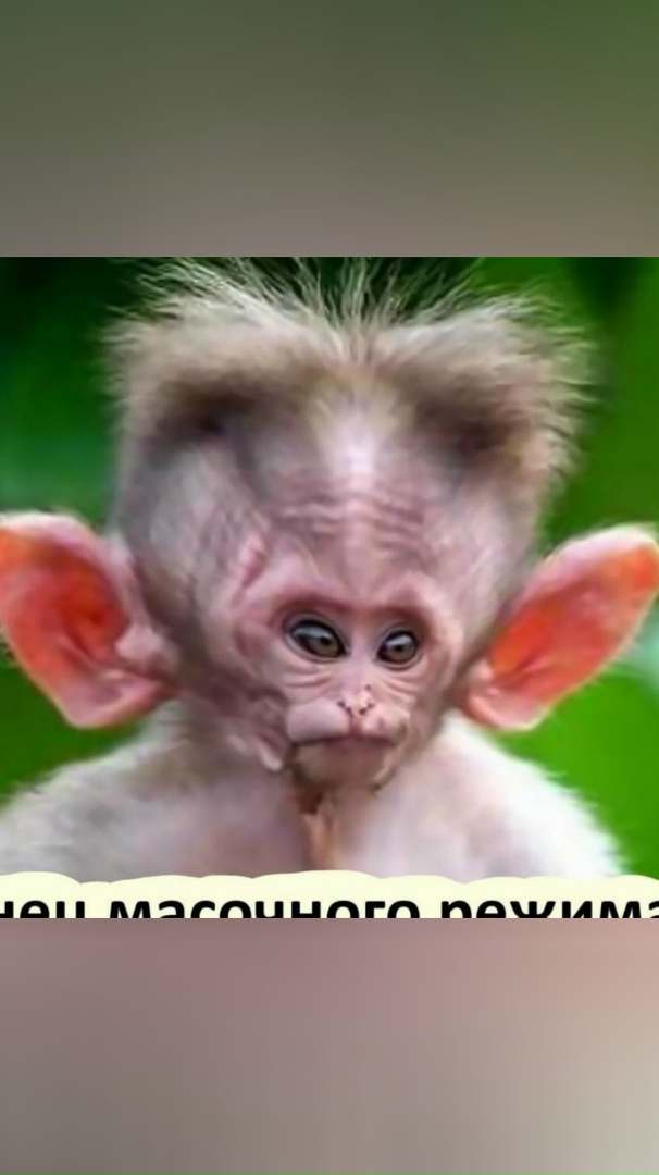 Норма Джин | Санкт-Петербург