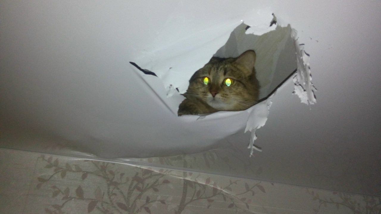 Кот прогрыз натяжной потолок