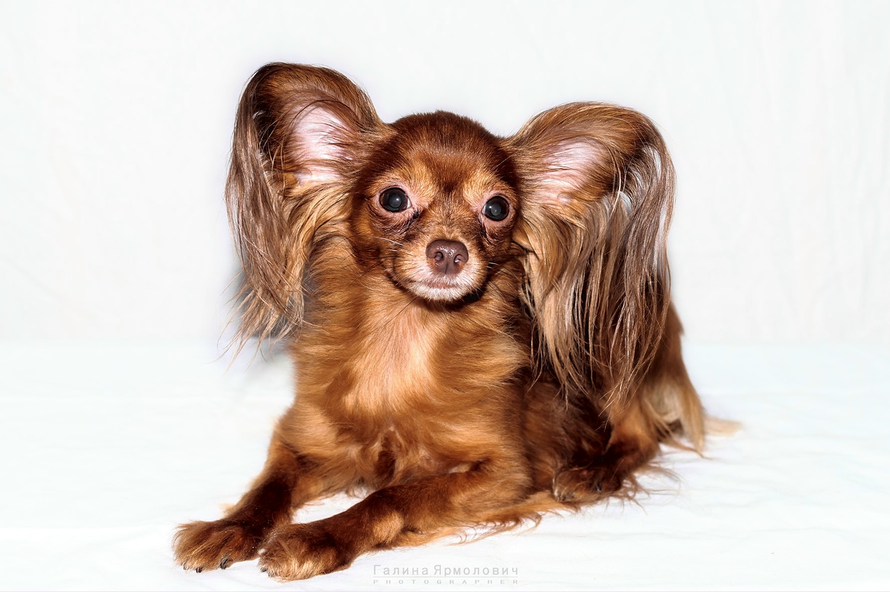 Той терьер в москве Той терьер в москве