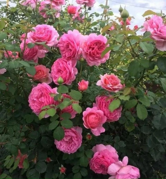 Роза кент фото и описание отзывы Роза кент фото и описание отзывы