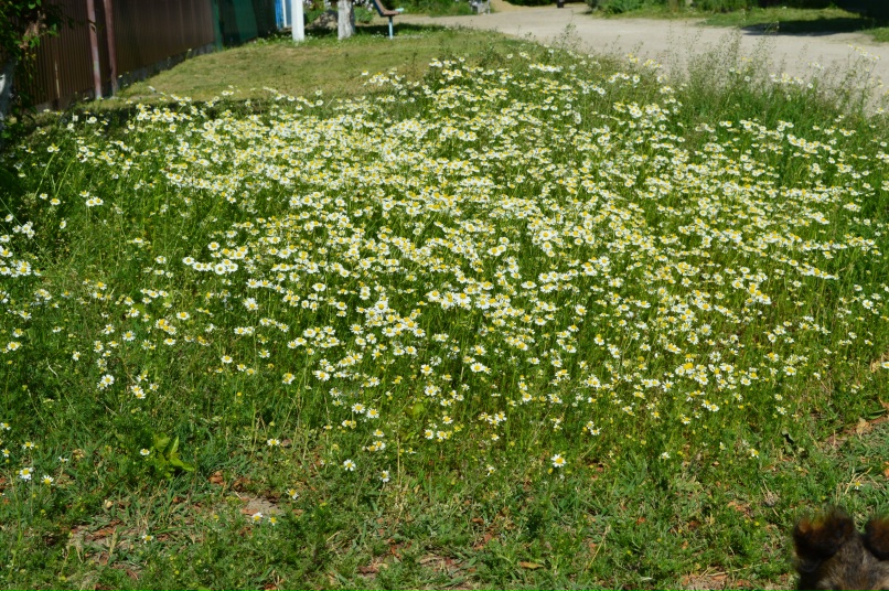 Дмитрий Голованов | Краснодар
