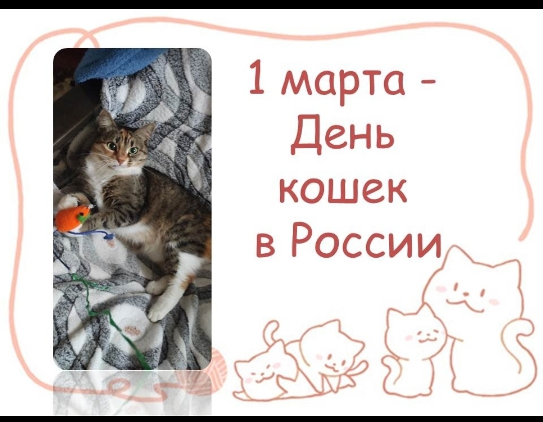 1 марта день кошек в россии 1 марта день кошек в россии