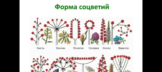 Photos КУСТ ТАБЛИЦА