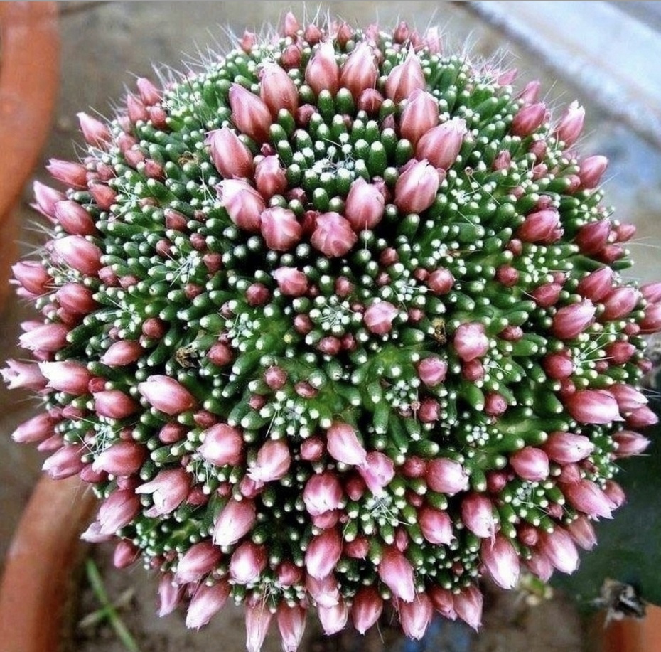 А у меня кактус зацвел! Делюсь с вами своей радостью! 2023 Я - Пенсионер ВКонтак