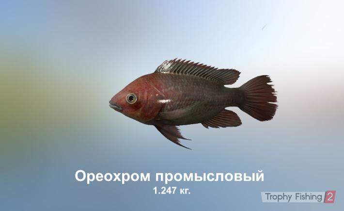 Игорь Андронов | Харьков