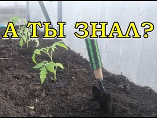 Высаживаем переросшие ТОМАТЫ  лежа