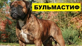 Собака Бульмастиф плюсы и минусы породы | Собаководство | Порода Бульмастиф