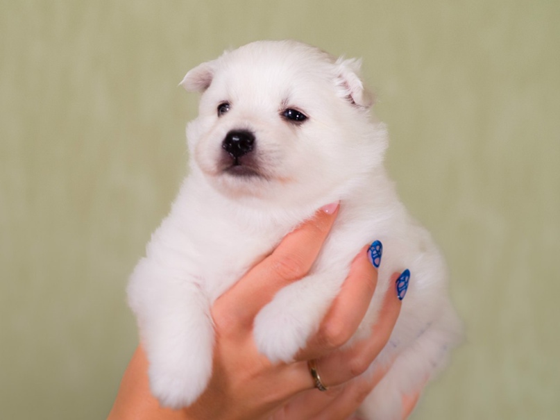 Ольга Корягина | Орёл