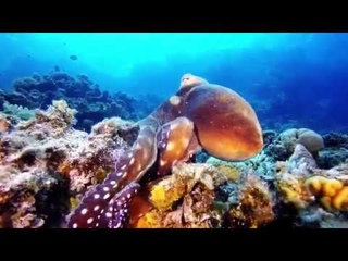 Dahab 2016