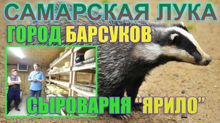 🦡 Город барсуков | Сыроварня ЯРИЛО | САМАРСКАЯ ЛУКА