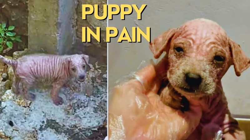 Woman Follows Tiny Screams to Rescue Puppy in