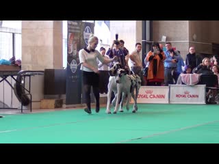 29 CACIB- КАМЕННЫЙ ЦВЕТОК-2019 Конкурс пар.