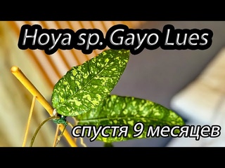 Hoya SP Gayo Lues спустя 9 месяцев