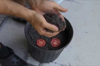Простой способ как вырастить рассаду помидоров (Keimlinge wachsen Tomaten)