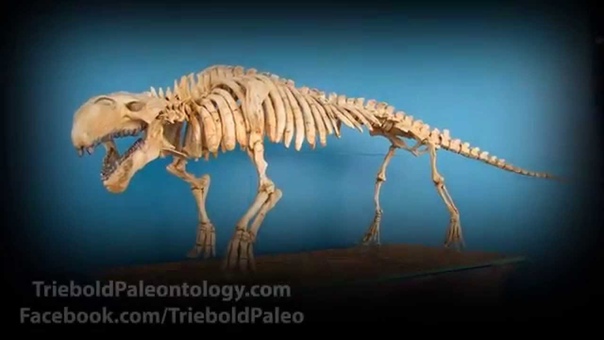 Pezosiren portelli Triebold